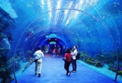 海洋之眼爆料视频最新,揭秘神秘海洋生物与未知海域奇观